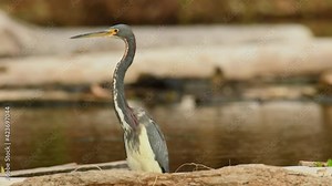 Tricolored Heron - Egretta tricolor, formerly Louisiana heron, small species of heron native to coastal parts of the Americas, long legged water bird on the beach with waves, grey colour.