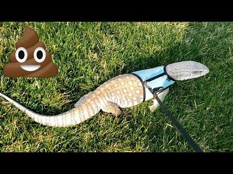 SAVANNAH MONITOR POOPS On Neighbors Sidewalk Then Runs Home | Walking Giant Lizard