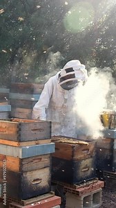 A beekeeper skillfully collects honey from beehives while surrounded by swarming bees, using smoke to calm the swarm in an outdoor environment.
