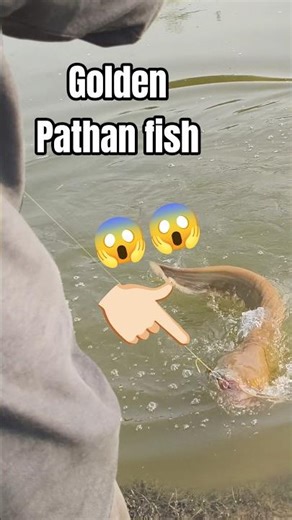 “WOW! Golden Pathan Fish Caught! 😱✨🎣”