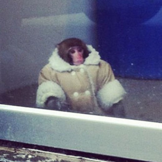 IKEA Monkey | Know Your Meme