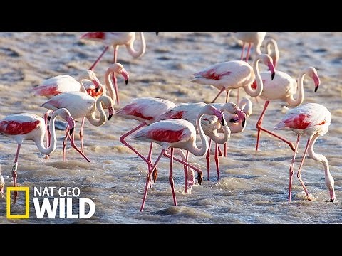 Flamants roses - Destination Wild