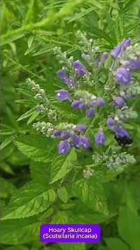 RED LISTED! Golden Northern Bumble Bee and Skullcap #nativeplants #Skullcap #nativebees