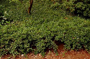 Cotoneaster dammeri - Alchetron, The Free Social Encyclopedia