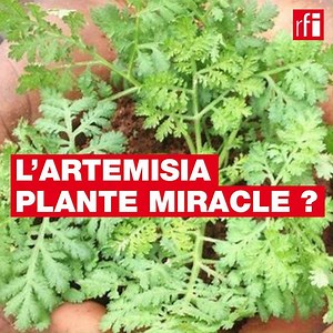 Le président de Madagascar a provoqué un véritable engouement autour de l’#artemisia, affirmant que cette plante médicinale traditionnelle peut aussi soigner le #Covid19. Mais aucune étude ne l’a démontré à ce jour. | RFI Afrique