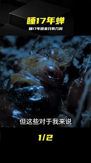 Sleeping for 17 Years Just to Emerge: The Life Cycle of the Periodical Cicada #17YearCicada #Life...