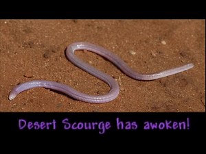 calamity bosses with minimal effort #2 - Desert Scourge