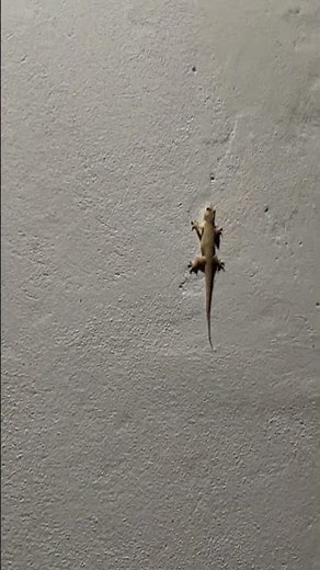 Lizard sounds #lizard #animals #cute #gecko #nature #iguana