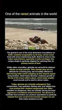 The gharial is one of the most distinctive crocodilians on Earth, instantly recognizable by its long