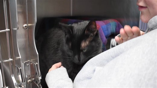 UPDATE: Adopted! Meet 8 year old Abu: How I Arrived At NHS: I lived in a loving home but my owners were moving and couldn't take me. I am a very sweet (and big) boy. I like to be near people and will cuddle. I enjoy cuddling more in the mornings and taking naps in the afternoon. I love getting back scratches and will follow you everywhere to get those, even the bathroom! I like to play. I also like the running water fountains. I prefer them to just a bowl of water. Notes from NHS staff: What a l