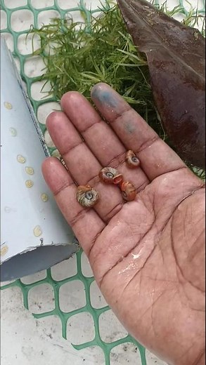 Ramshorn Snails lay eggs | Ramshorn Snails breeding