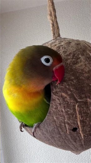 Pico is totally coco for his coconut home🥥😄#birdvideo #adorablepets #petlover #birdlife #funnyanimal