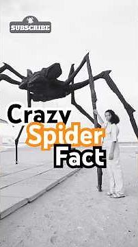 "The Most Surprising Spider Facts Revealed!"