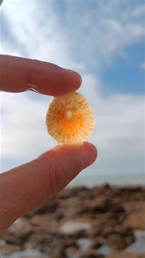 Shiny Limpet Shell Found at the Beach ✨🌊 #SeaShells