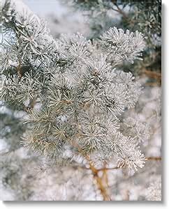 Stupell Industries Frosted Fir Tree Branches Canvas Wall Art by Justine Milton