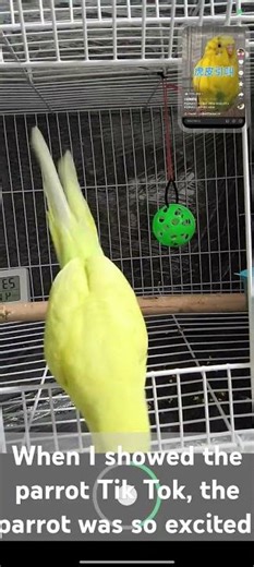 When I showed the parrot Tik Tok, the parrot was so excited.haaaa