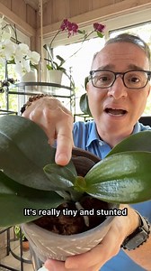 54K views · 990 reactions | 華 Why are your orchid leaves getting smaller?  In this video, you’ll learn how leaf size reveals your orchid’s light conditions—and how to fix it. | Ohio Tropics Houseplant and Garden Care | Facebook