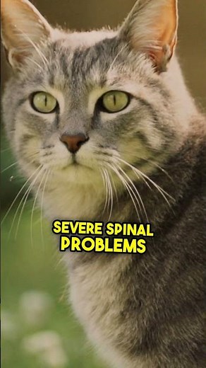 The Hidden Risks of Manx Cats | Taillessness and Manx Syndrome