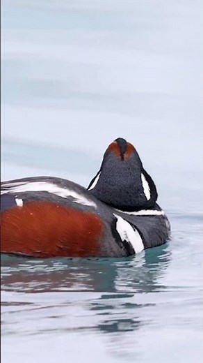 Harlequin Duck