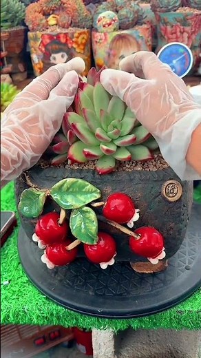 How to Repot Succulents | Easy Step-by-Step Guide for Beginners