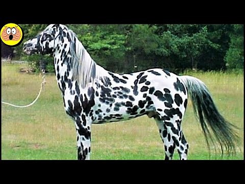 Les 10 Races de Chevaux les Plus Incroyables au Monde !