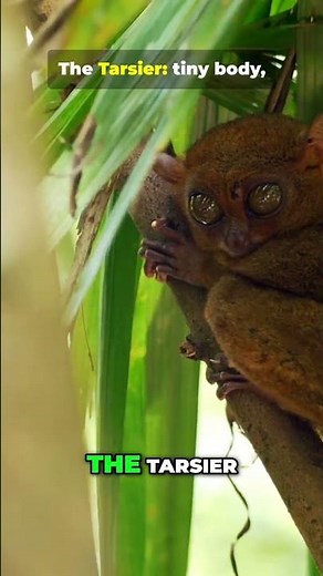 Tarsier: Tiny Primate, Huge Eyes, Jungle Attitude! #natureshorts #wildlife #facts