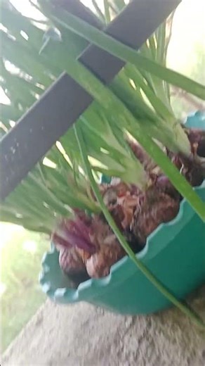 🤍spring onion in kitchen window from raw onion 🧅