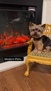 Entitled?! Who me?? I deserve a better characterization. #spoileddog #yorkie #doglife #modernpets | Sammy in the City