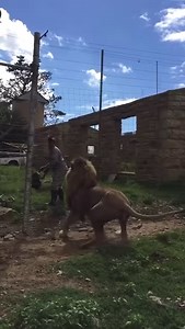 This is a must watch!! We have recently posted a video of Beau jumping for his food. But this time we filmed in SLOW MOTION and from a different angle. It really does highlight his immense strength, agility & precision to catch this wildebeest head in exactly the correct position as to not endanger his eyes with the horns. This will have all been taken into consideration and calculated in a split second. Such incredible animals ❤️️ LIONS. The Apex predator. www.gofundme.com/8wyz2xt8 or paypal.me