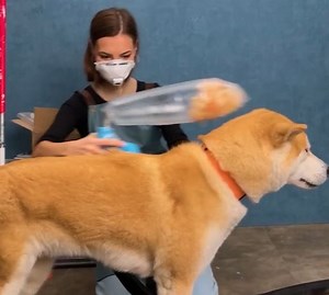 54K views · 207 reactions | Make Your Pet’s Hair Work For You Instantly! | 5-Minute Crafts Play | Facebook