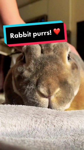 Understanding Rabbit Purring: The Soft Chuffing Noise Explained