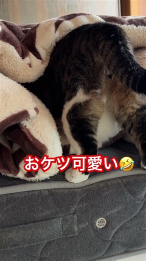 お布団の穴に潜って行く、もんぺのおケツがメチャ可愛い😍#cat#猫#猫好きさんと繋がりたい#癒しネコ#俺はもんぺ！