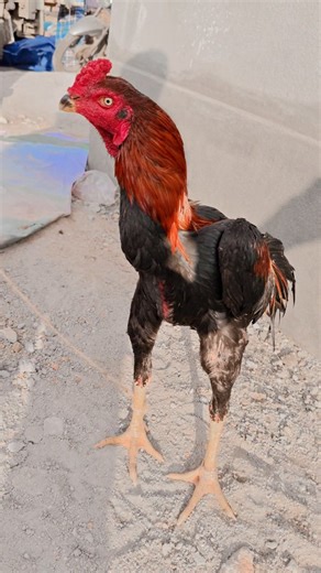 Krishnagiri Aseel Market Price on Instagram: "java ready condition sanda seval utchipoo clear face cut #tn24roosters #tn24aseel #rooster #pet #java"