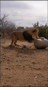 Lions get the zoomies too!! #zoomies #lion #bigcat #animals #ItWasntMe | Brittney Olson