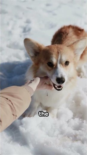 Dogs that look like foxes🦊#dogs #foxlike #cutedogs #pawfurfacts