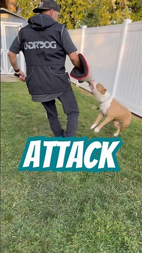 XL Bully learning Bite Work. #americanbully #bullybreed #dogtraining #mvk9training #mothedogtrainer