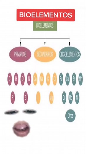 Bioelementos: Conoce los Primarios y Secundarios