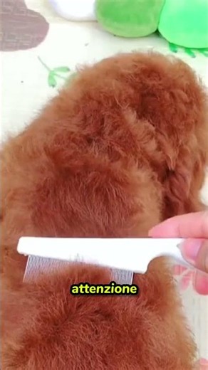 Ho trovato questa zecca enorme sul mio cane! 😨 #dogcare #zecche #shorts