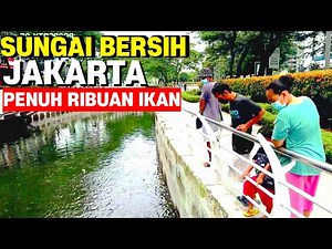 Jakarta's Clean River Filled with Thousands of Fish - Rasuna Epicentrum Park Becomes a Free Touri...