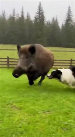 Dog vs Boar Farm Showdown!