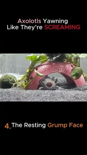 AXOLOTLS SCREAMING?! 😱 Top 5 Yawns That Will Melt Your Brain! #CuteAnimals #viral