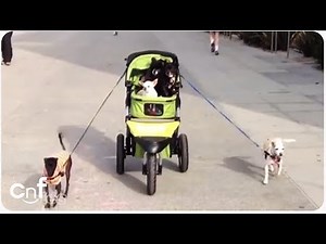 Cutest Dogs Compilation