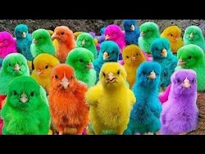 Catching Colorful Chickens 🐥🌈 | Cute Chickens, Ducks, Rabbits & Funny Animals Compilation