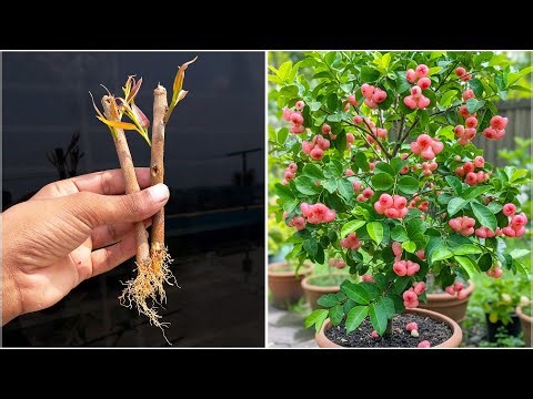Propagate java apple tree at home || simple gardening hack