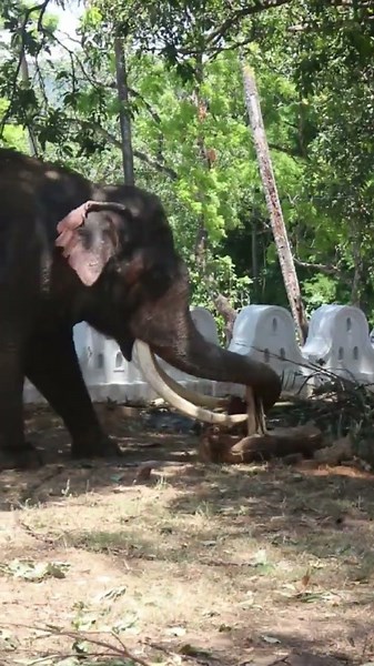 තායි රාජා | Thai Raja Elephant | Vijaya Raja | #elephant #srilankaelephant #animals #wildlife