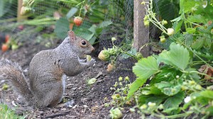 DIY An Owl Decoy With A Repurposed Milk Jug To Keep Squirrels Out Of Your Garden