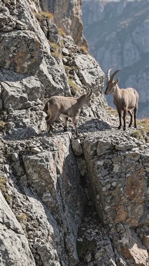 How Does This Ibex Walk on a Cliff Like This?! 🐐⛰️