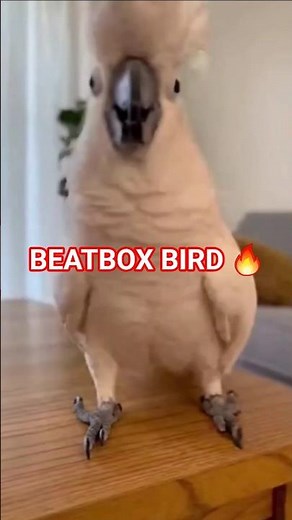 White Parrot Beatboxes Like a Pro 😂🔥