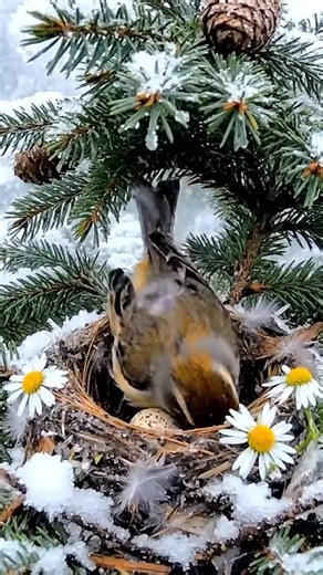 🌨️🐦 Snowflakes cling stubbornly to tail feathers until one shake sends them flying 🐦🌨️ #SnowFluff #ShakeItOff #WinterCute | Gemma Scarboro