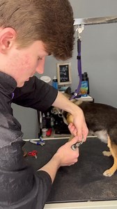 40K views · 3.2K reactions | #doggrooming #cavaliers #chihuahua | Dogs by Logan | Facebook